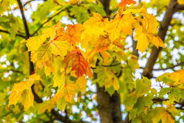 autumn scene.Autumn landscape. Golden autumn view. Autumn forest panorama