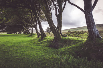 Fototapeta na wymiar Dartmoor
