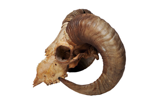 Old ram skull isolated on the white background