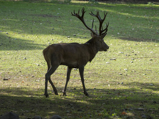 Un grand cerf élaphe (Cervus élaphus) mâle avec ses bois en lisière de forêt en Forêt-Noire. Allemagne