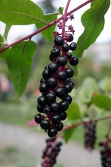 black berries of Phytolacca americana bush close up