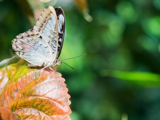 Parthenos sylvia