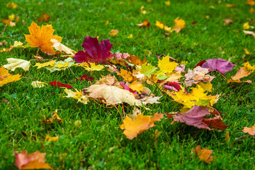 Yellow, orange and red autumn leaves in fall park. Autumn Leaves on ground.