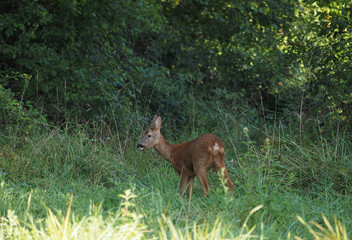 Une petite biche se nourrissant dans une prairie en lisière de bois