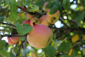 Big red apple in the foreground with some red apples in the background
