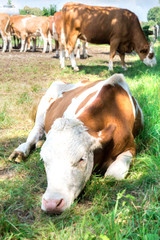 Naklejka na ściany i meble Portrait of a sad cow. The sad cow lies on the grass in the shade