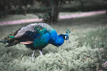 Der Pfau © Ben.Photoholic