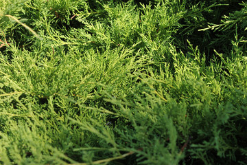 The branch of thuja photographed in close-up