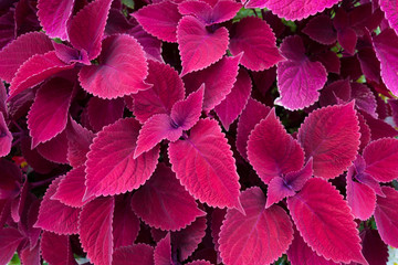 colorful coleus leaves background