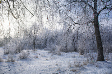 Forest glade in winter