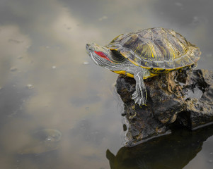The red-eared turtle climbed out of the water on a stone.Trachemys scripta.