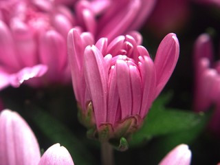 Close-up of a Bud of chrysanthemum flowers light lilac. 