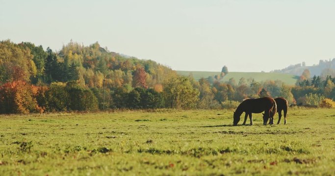Herd of Red Horses Grazing in a Field with Autumn Forest in Background. SLOW MOTION.  Cinematic shot of horses in colourful hilly fall countryside, yellow trees and mist at sunset.