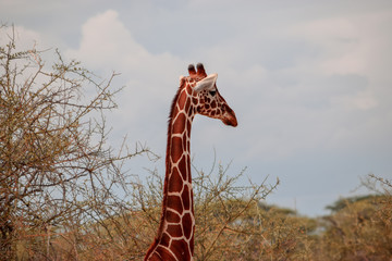 A giraffe head sticking out from the bush at Samburu National Reserve, Kenya