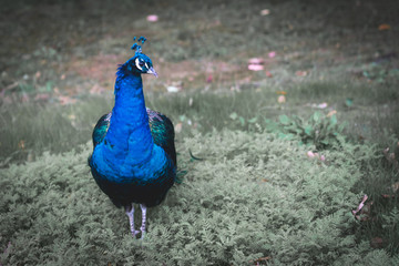 Der Pfau © Ben.Photoholic