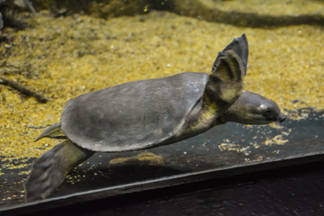 A small turtle swims in an aquarium. London.