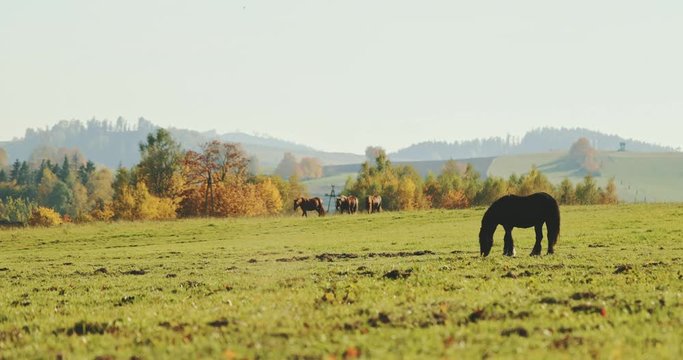 Herd of Red Horses Grazing in a Field with Autumn Forest in Background. SLOW MOTION.  Cinematic shot of horses in colourful hilly fall countryside, yellow trees and mist at sunset.
