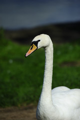Male Swan defending his ground