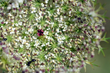 Nahaufnahme eines Wiesenkerbels