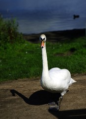 Fototapeta premium Swan is watching you