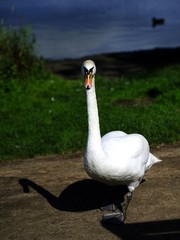 Male Swan defending his ground