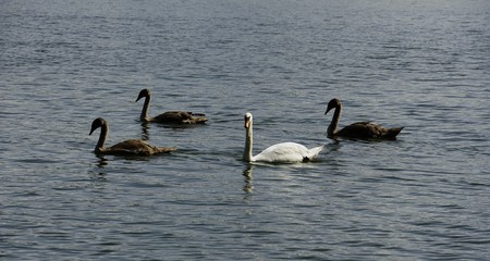 Reflections of a swan and cygnets