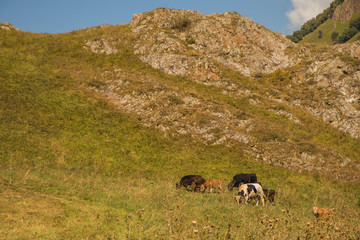 Multicolored  cows eating grass on  pasture in Dombai national nature reserve