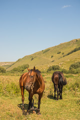 Obraz premium Red horse eating grass on pasture in Dombai national nature reserve
