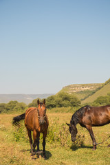 Red horse eating grass on  pasture in Dombai national nature reserve