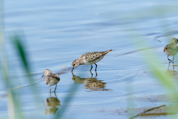 Temminck’s Stint (Calidris temminckii).