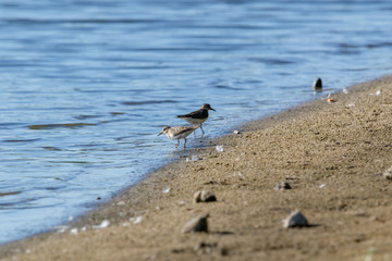 Temminck’s Stint (Calidris temminckii).