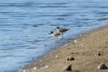 Temminck’s Stint (Calidris temminckii).