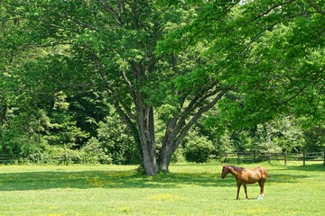 Westchester, New York, USA: A solitary chestnut horse standing in the grassy field of a small farm...