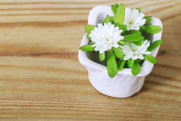 Tiny white daisy flowers in ceramic pot.