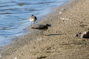 Temminck’s Stint (Calidris temminckii).
