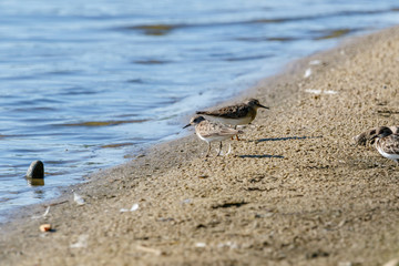 Temminck’s Stint (Calidris temminckii).
