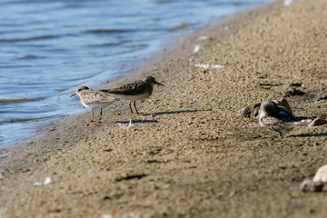 Temminck’s Stint (Calidris temminckii).
