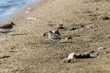 Temminck’s Stint (Calidris temminckii).