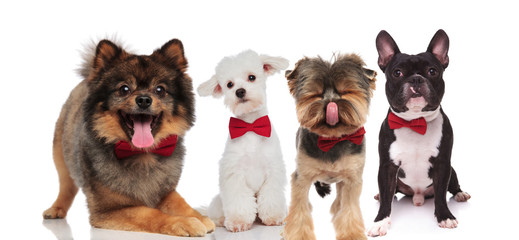 four elegant dogs of different breeds wearing red bowties