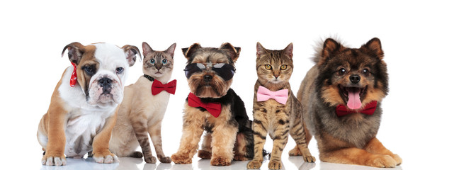 five cute cats and dogs wearing bowties and sunglasses