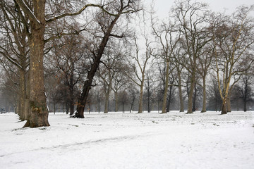 trees in a park covered with snow