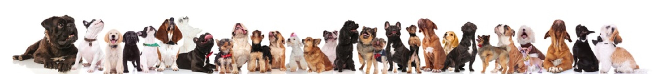 adorable large team of curious dogs on white background
