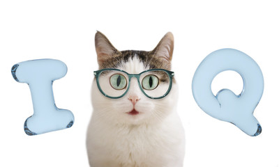 iq letters and funny cat in glasses close up portrait