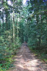 Trail through the fir forest