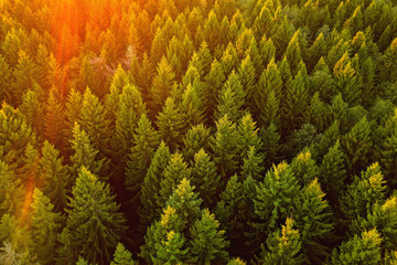 Vue aérienne sur une forêt de pins au coucher du soleil