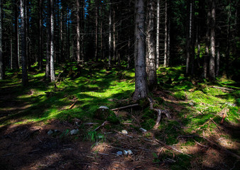 forest with green moss illuminated by the sun