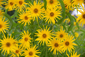Maximilian Sunflowers (Helianthus maximiliani) after a rain storm