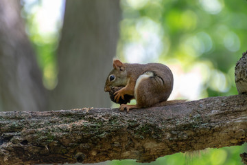 squirrel on tree