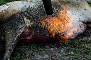 Primary treatment of carcasses after slaughter. Processing pig meat with fire