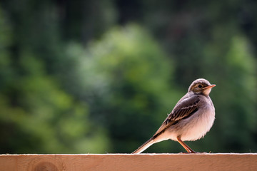 A small sparrow sits on a wooden board against the background of the forest